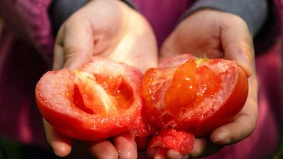 大棚西红柿喜获丰收