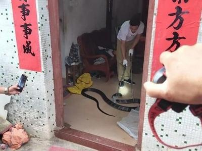 民居惊现5公斤重眼镜王蛇，民警来救助直呼“根本装不下”