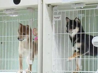 “星期宠”售卖乱象调查：买来的宠物犬为何没活过一周