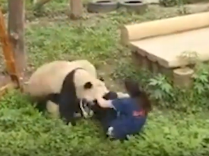 大熊猫扑倒保育员，重庆动物园：人和熊猫都平安