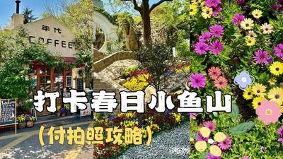走！去小鱼山走花路，打卡青岛绝美春色！（附拍照攻略）