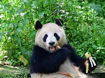 定了！大熊猫“云川”和“鑫宝”将赴美，期限10年