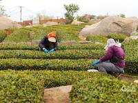 小茶叶成“金叶子”，崂山万亩春茶开采