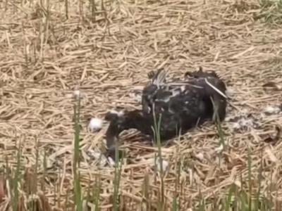 圆明园黑天鹅“福来”夫妇死亡，初判是野生动物所为