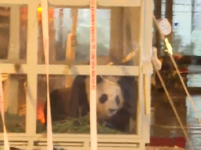 欢迎回家！旅韩大熊猫“福宝”平安抵达成都