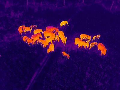 亚洲象热成像！这回来了41头