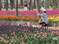 美成了油画！春日“顶流”郁金香在青岛这个公园上线啦