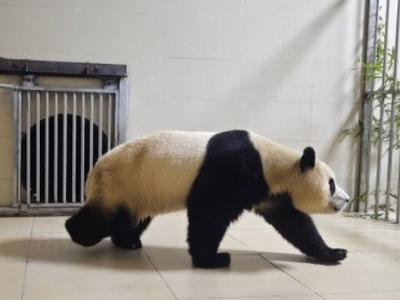 “福宝”疑似被戳引发中韩网友不满，最新回应 