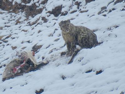 “雪山之王”珍贵影像，四川石渠首次拍到雪豹进食画面