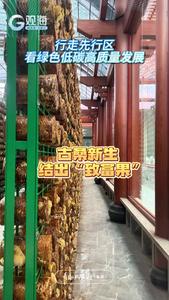 行走先行区，看绿色低碳高质量发展 | 古桑新生，结出“致富果”