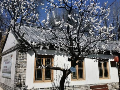 文旅赋能莱西产芝新村，品牌乡村游的春天“莱”了！