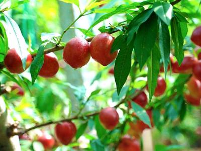 莱西： 油桃“红了” 村民增收超2亿元