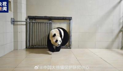 大熊貓“福寶”已順利到家 狀態(tài)良好