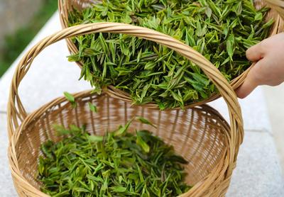 年产值达6亿余元！崂山茶“一片叶子”富裕一方百姓