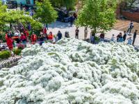流苏花开，青岛市民“扎堆”观赏“四月雪”