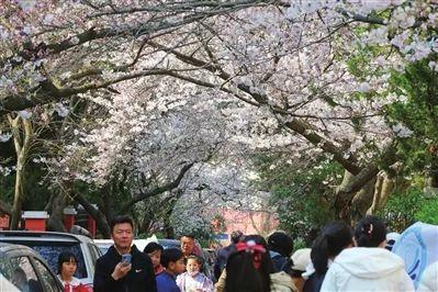 媒体关注丨金门路街道：家门口邂逅浪漫樱花