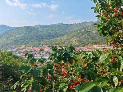 赶紧去，青岛这里的“早春第一果”采摘期持续到六月初