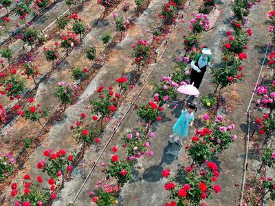玫瑰花开，这里迎来“芳香”经济