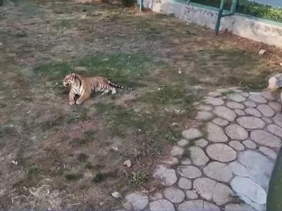 动物园20只东北虎死亡，安徽阜阳林业部门最新回应