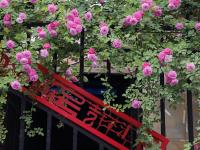 5月限定浪漫，来市南老城区看蔷薇花墙
