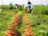 丰收“新”盛景，青岛这里的万亩胡萝卜喜获丰收