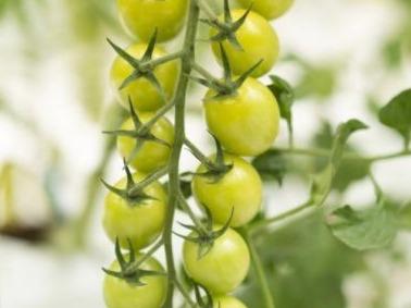 三产融合释放新动能，“中国蔬菜之乡”寿光发出新“光”