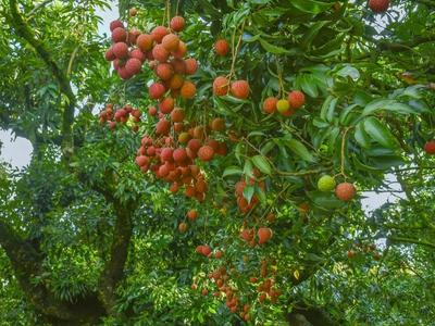 总体减产！今年还能实现“荔枝自由”吗？