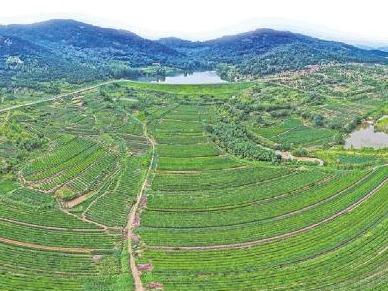 “一叶”变“多业”，看鲁茶的N种可能