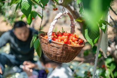 速看！山东26个农产品品牌拟入选省级培育名单，有你家乡的吗？