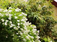 5月限定浪漫，来市南老城区看蔷薇花墙