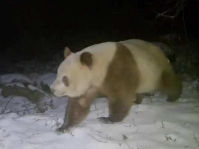 时隔6年，秦岭再次发现棕色大熊猫！
