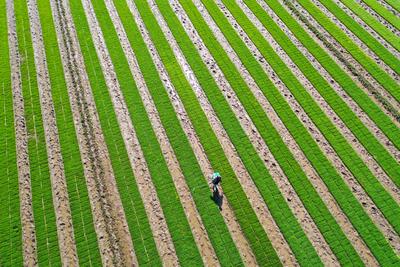 抢抓农时管护秧苗，“蓝村大米”节节高