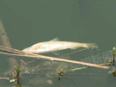 一线调查！恶臭熏天、大量鱼虾死亡，这条长江支流怎么了？