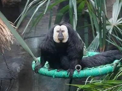 “zoo walk”为啥火了？