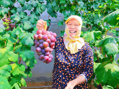 莱西：特色产业“葡”写乡村振兴致富曲