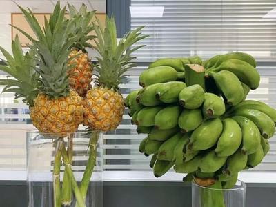 “我在工位种香蕉”：日销8万斤，这届打工人在养一种很新的上班搭子