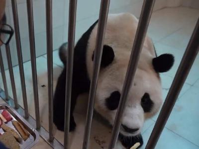 “福宝”将于6月与公众见面啦！