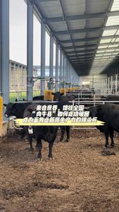 行走先行区，看绿色低碳高质量发展丨来自世界，销往全国！“肉牛县”如何成功破圈，成为畜牧业新质生产力的排头兵？