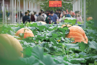 小县城亦有“大作为”！山东县域经济活力涌动