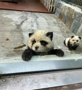 泰州动物园“熊猫犬”引争议，回应：特地引进，引进时已染色