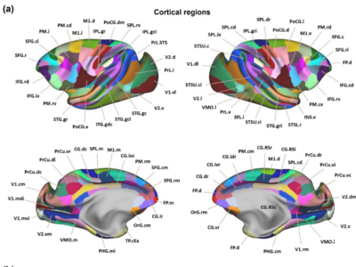 我国科学家为猕猴绘制全新大脑“空间地图”