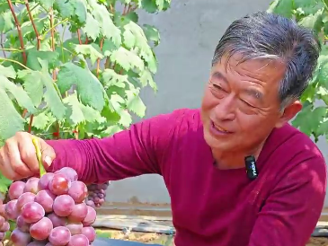 年收入15万！听说这个村的年轻人都抢着回家“种大棚”