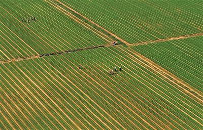 平度市：强化“田长制”制度建设，牢牢守住耕地保护红线