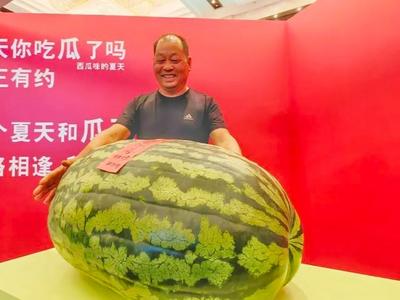 177.9斤！“瓜王”诞生