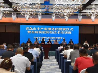 技术服务力量拓展至上百人！青岛市牛产业服务团基层技术服务队成立