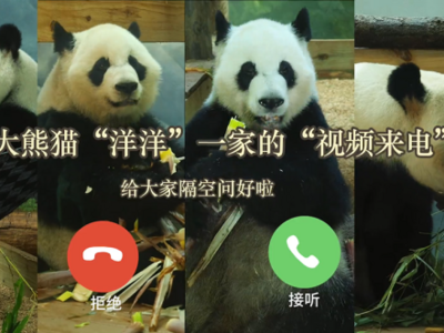 旅美大熊猫“洋洋”口吐白沫、饿得啃墙皮？成都基地回应