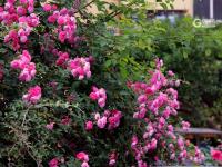 5月限定浪漫，来市南老城区看蔷薇花墙