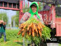 丰收“新”盛景，青岛这里的万亩胡萝卜喜获丰收