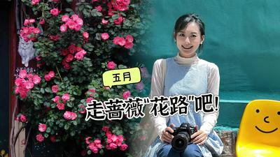 蔷薇满城盛放，老城“花路”走起吧！