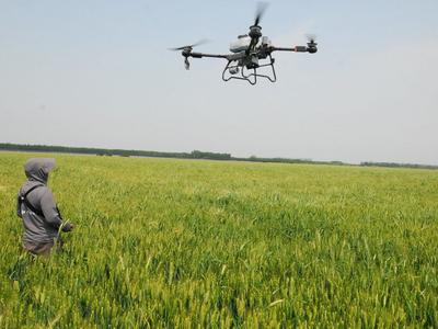 风吹麦浪丰收在望，小满时节农事忙